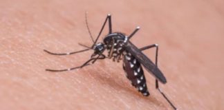 Ecco i sintomi delle malattie trasmesse dalle zanzare