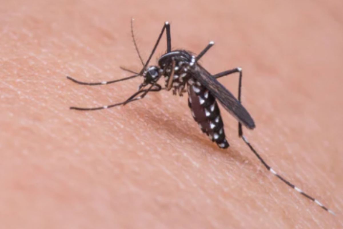 Ecco i sintomi delle malattie trasmesse dalle zanzare