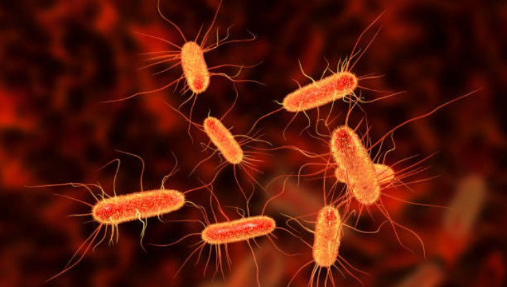 sintomi e cure escherichia coli