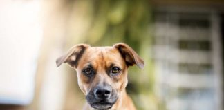 avreste paura di questo cane?