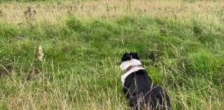 Cane campagna