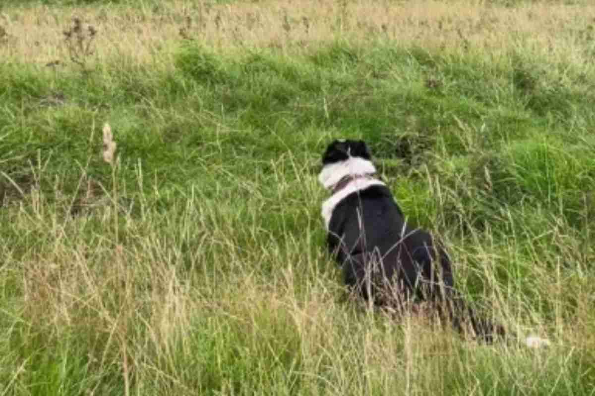 Cane campagna