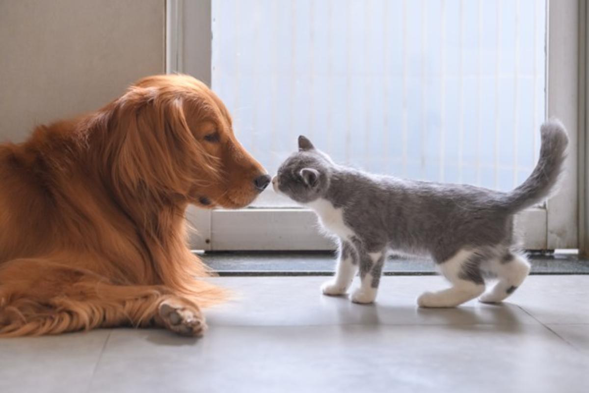 Cane e gatto, inclinazione padrone