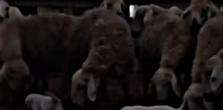 Pecora tocca cane