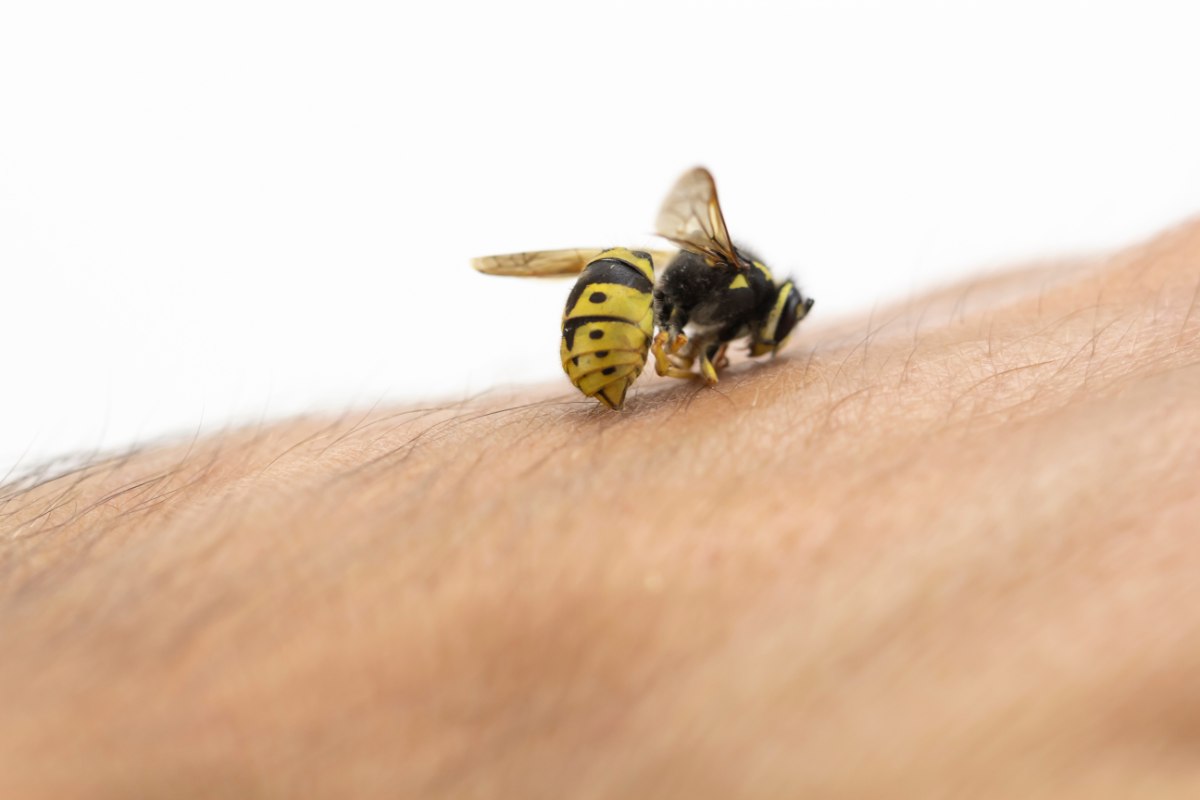 Puntura di api o vespe: cosa fare 