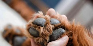 Pulire le zampe del cane dopo una camminata, ecco perchè è fondamentale