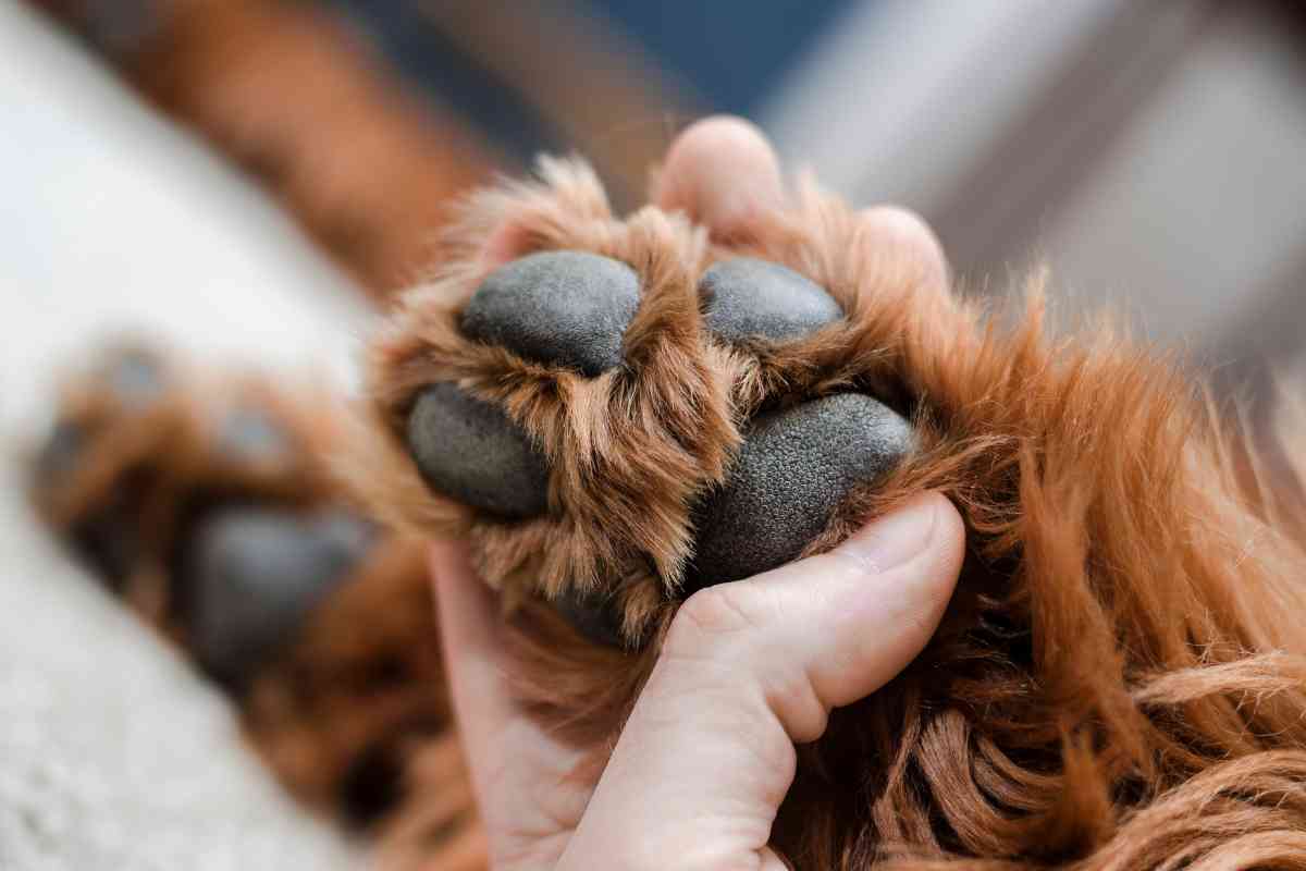 Pulire le zampe del cane dopo una camminata, ecco perchè è fondamentale