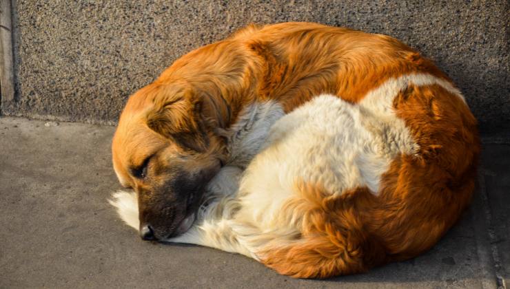 posizione cane significato