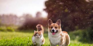 Cane e gatto fanno amicizia
