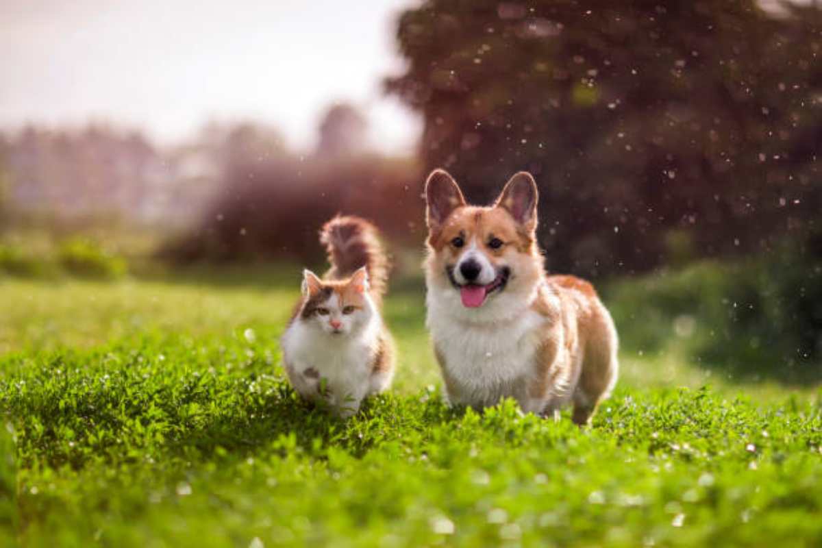 Cane e gatto fanno amicizia