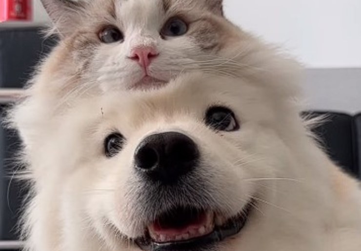 Cane e gatto fanno amicizia