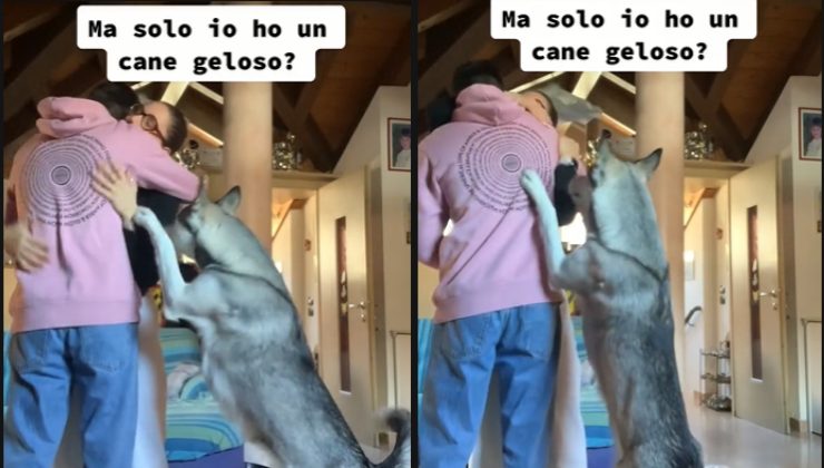 questo cane è geloso