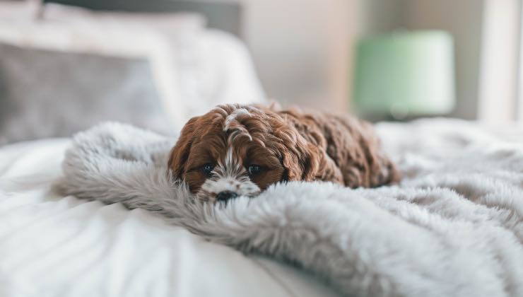 I rischi se dormite col cane a letto