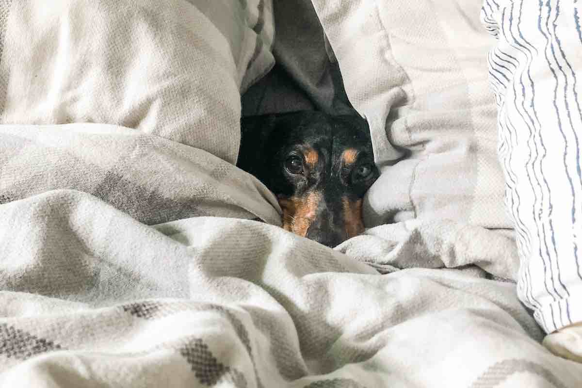 I rischi se dormite col cane a letto