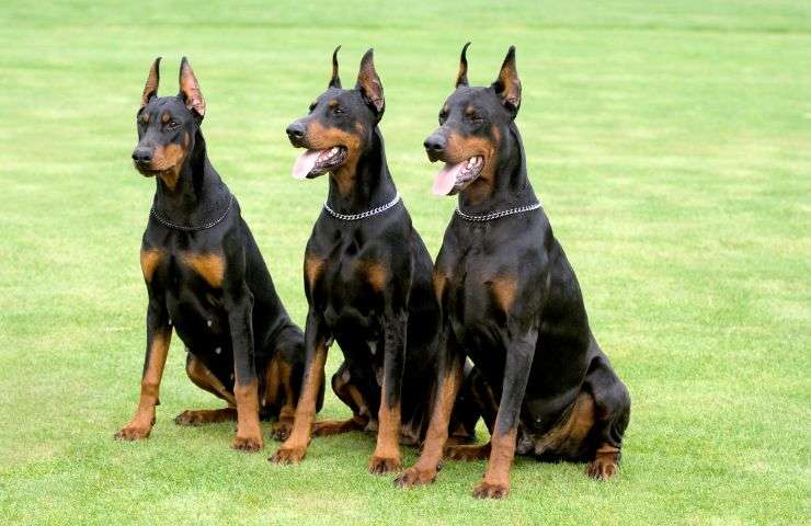 dobermann guardia 