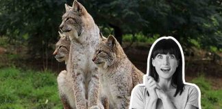 gatto più grande del mondo
