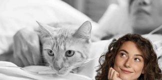 gatto cammina sulla panica