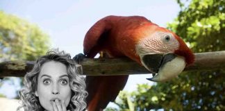 pappagallo social