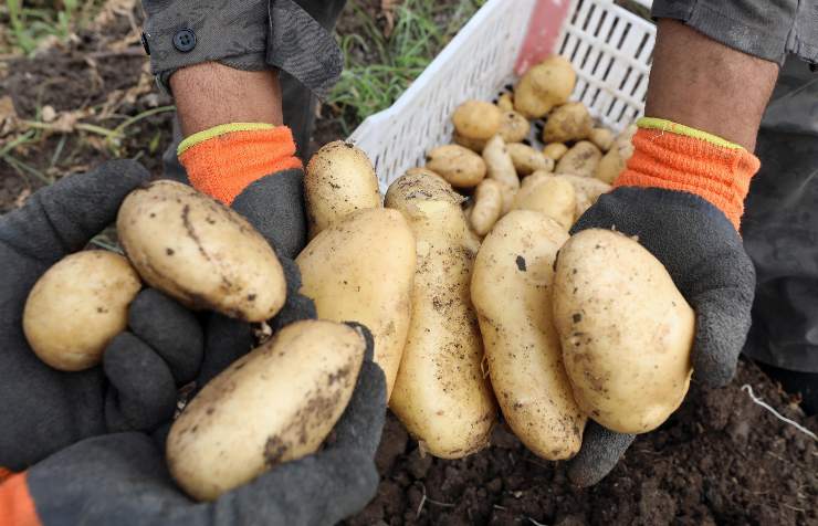 patate attenzione: controllare etichetta