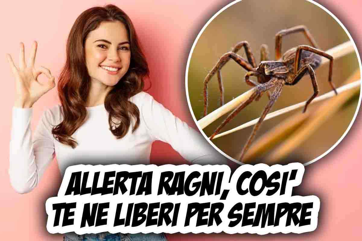 ragni, come tenerli lontani