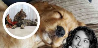 Gatto non lascia dormire il cane