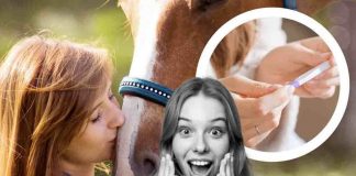 Cavallo e padrona incinta