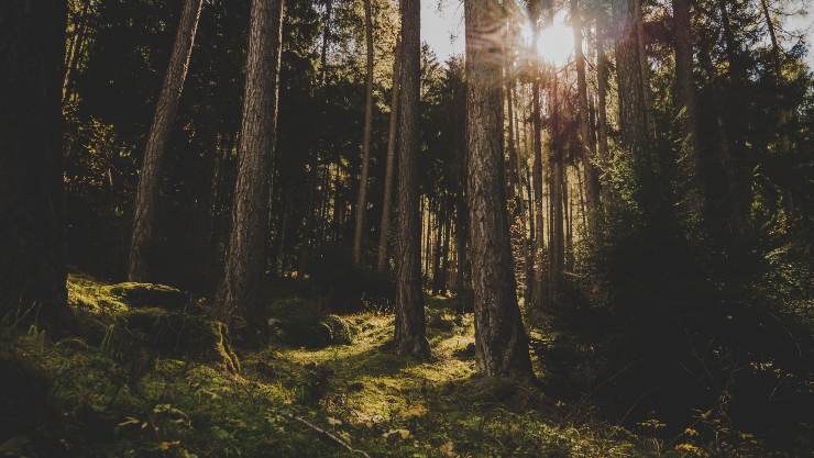 Forest Bathing perché dovremmo farlo tutti