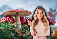 Le proprietà dei funghi