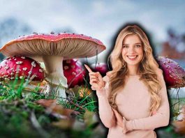Le proprietà dei funghi