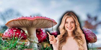 Le proprietà dei funghi