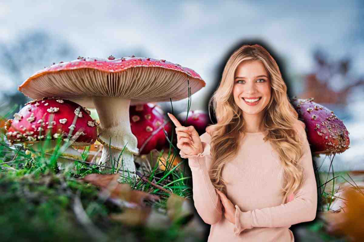 Le proprietà dei funghi