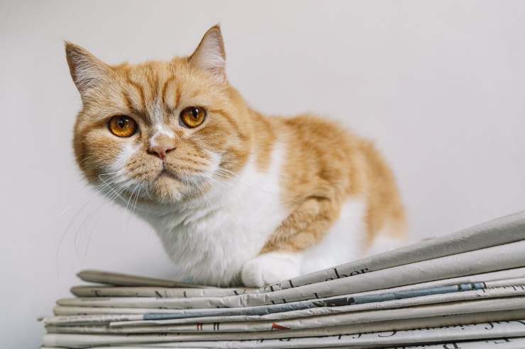 ecco perché il gatto si siede sui giornali