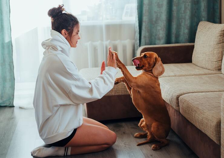 un cane obbediente ama il padrone