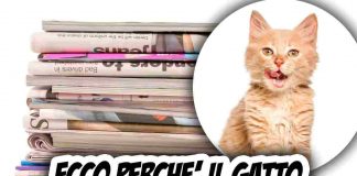 gatto si siede sui giornali