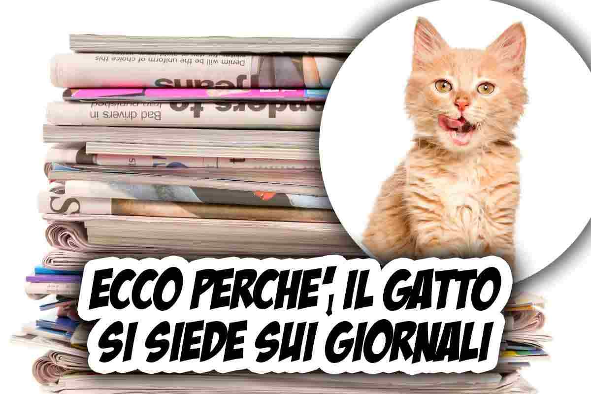 gatto si siede sui giornali